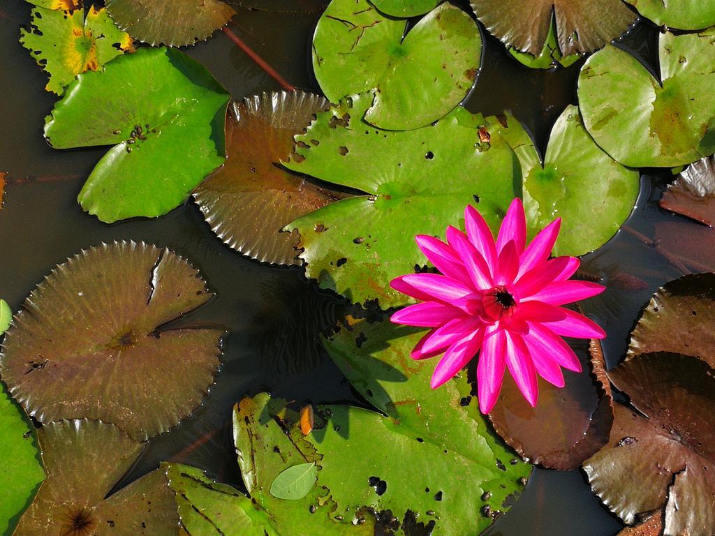 Nisarga Nirvana River House Mangalore Eksteriør billede