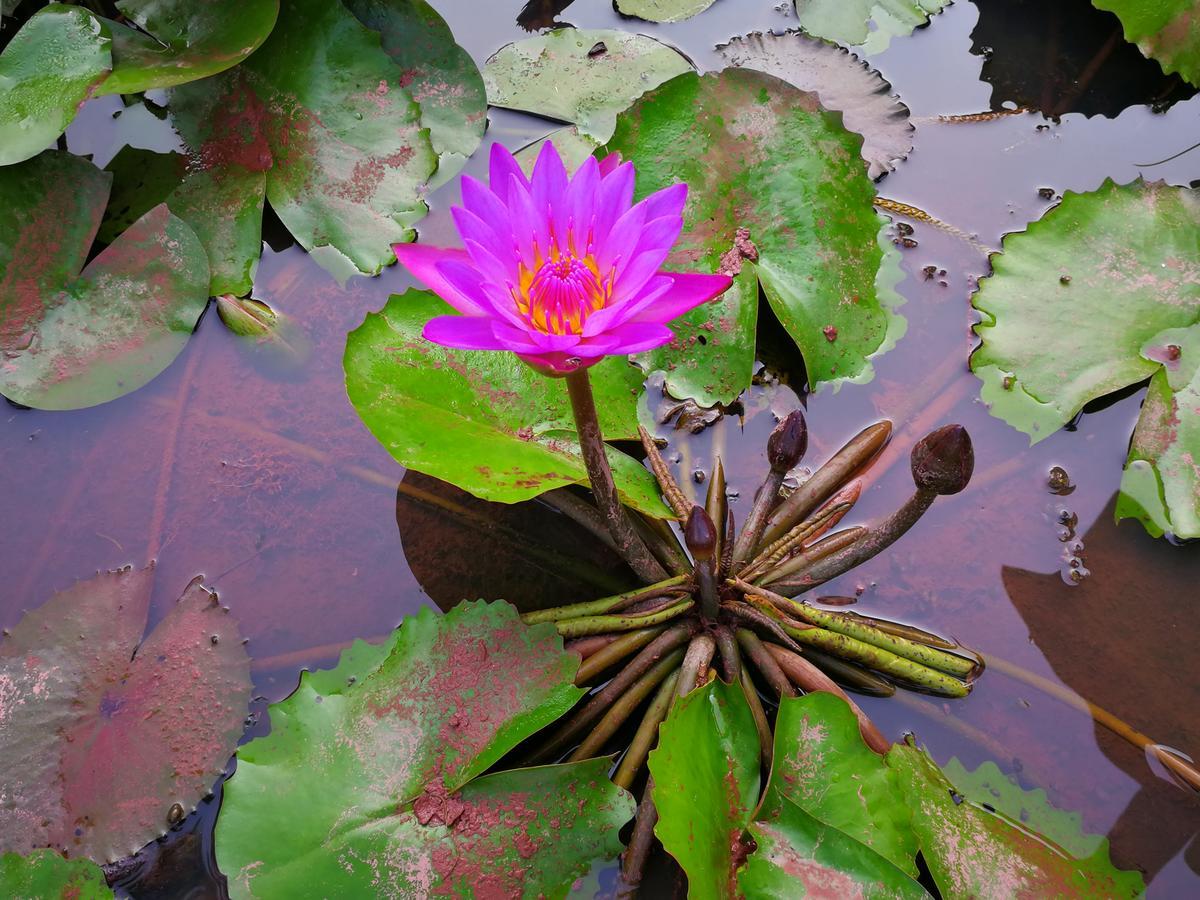 Nisarga Nirvana River House Mangalore Eksteriør billede
